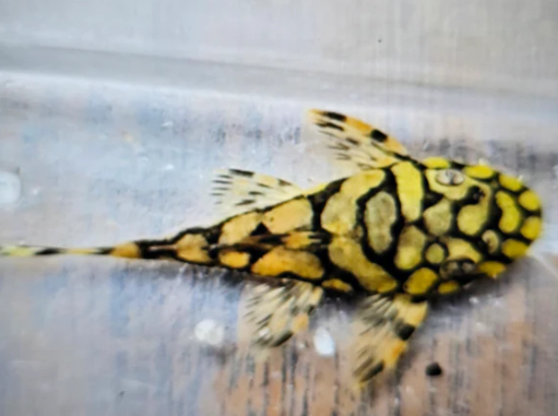 リ*サ様 layered lace tank チョウピラコ Buy L519 pleco 5cm | FishList by DesmondLim from Largest Online